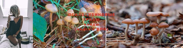 мяу мяу мука Алзамай